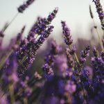 A close up photo of purple lavendar