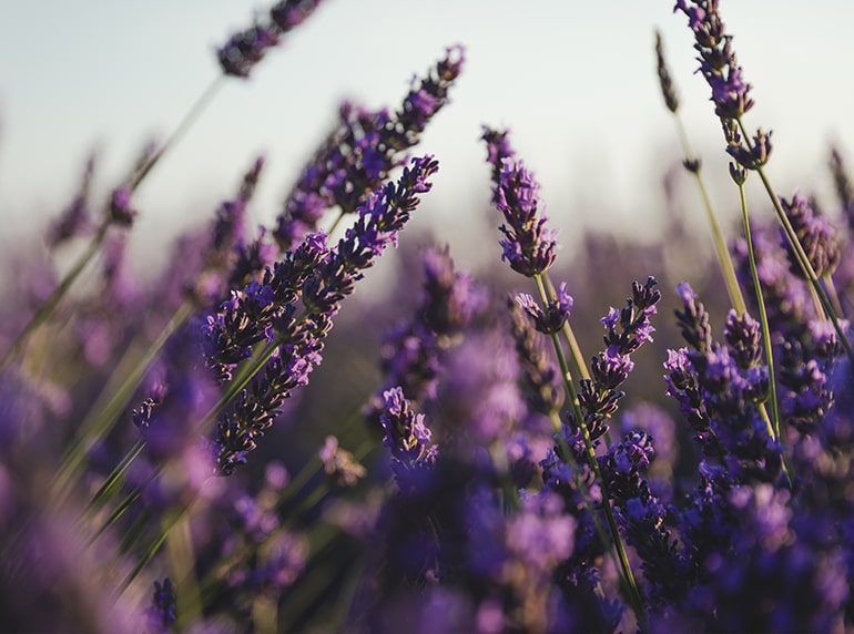 A close up photo of purple lavendar