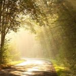 The sunlight peeking through dense trees