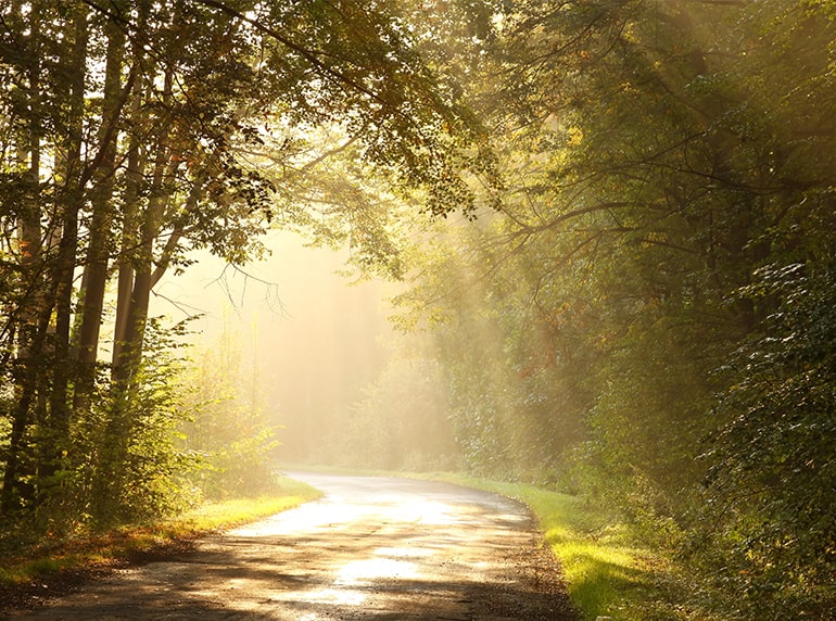 The sunlight peeking through dense trees