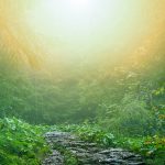 A stone path leading you through the green forest