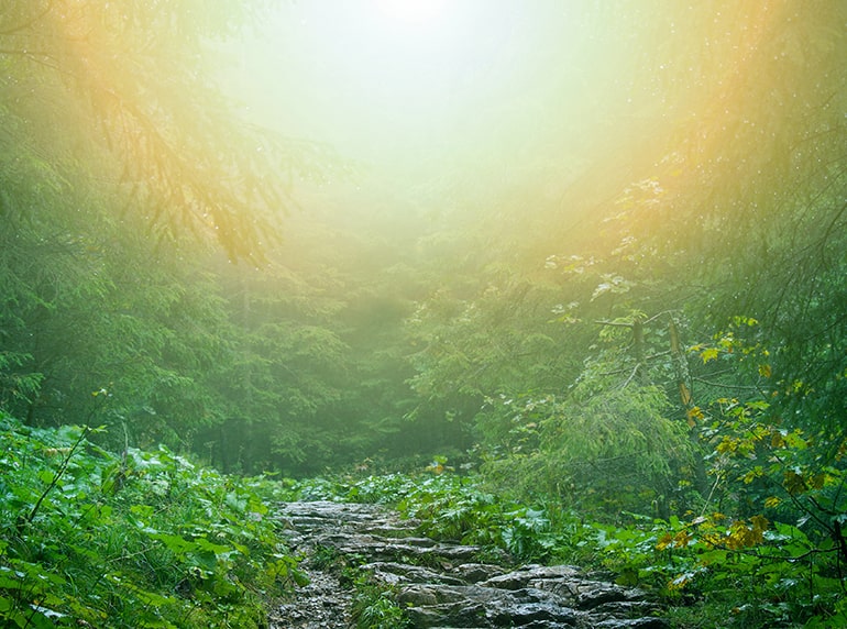 A stone path leading you through the green forest